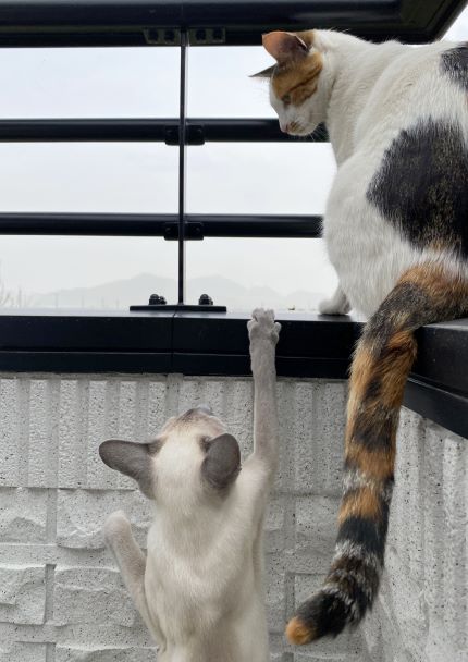 うち猫話し その08-044