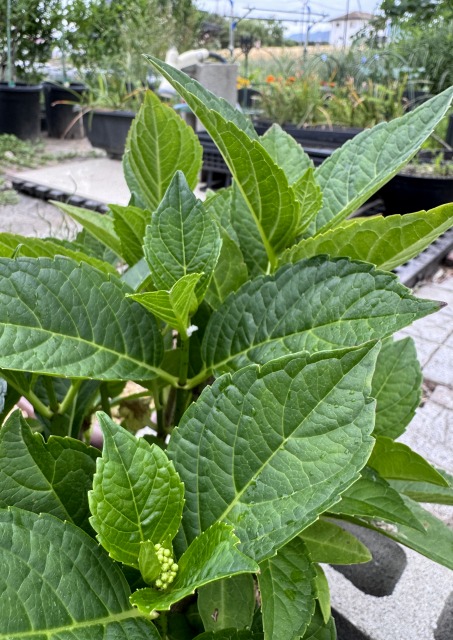 一日一空。 2024-0519