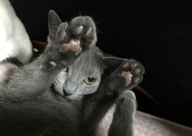 画像に alt 属性が指定されていません。ファイル名: -10-018-2024050206-20220205172405.jpg