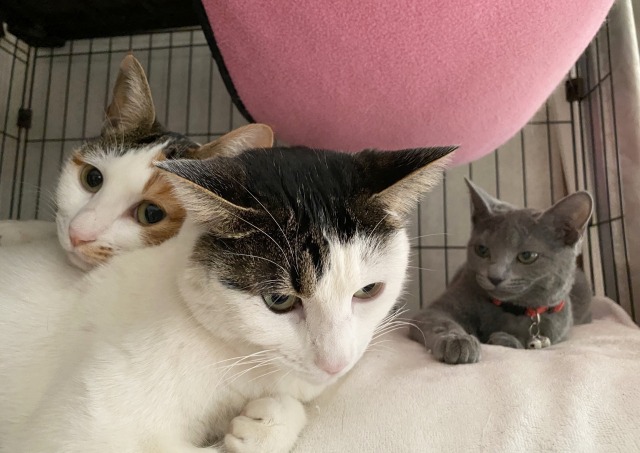 うち猫話し その10-020