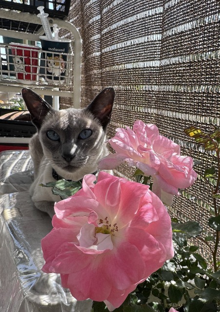 7のつく日はプレ8na 2024年05月 下旬