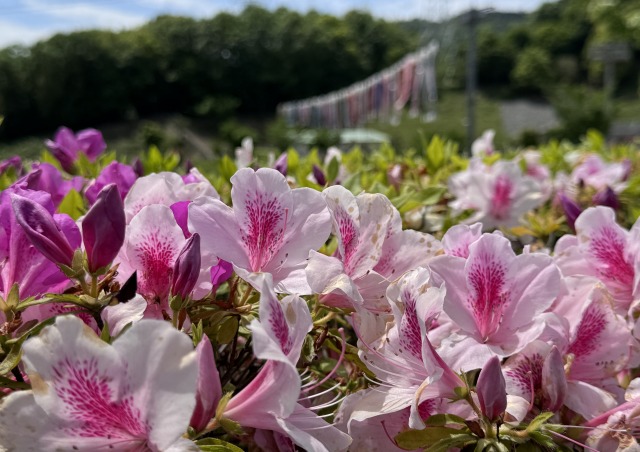 8のつく日はwebにお花を 2022年05月 2/3