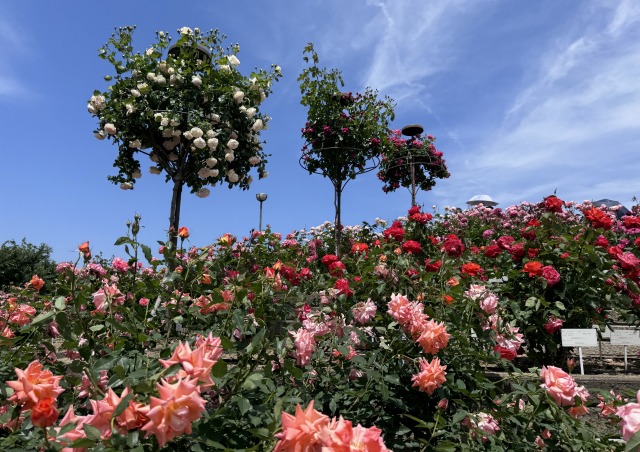 8のつく日はwebにお花を 2022年05月 3/3