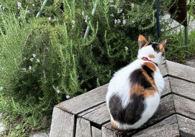 うち猫話し その11-011