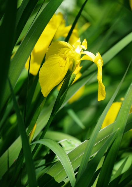 8のつく日はwebにお花を 2022年06月 2/3