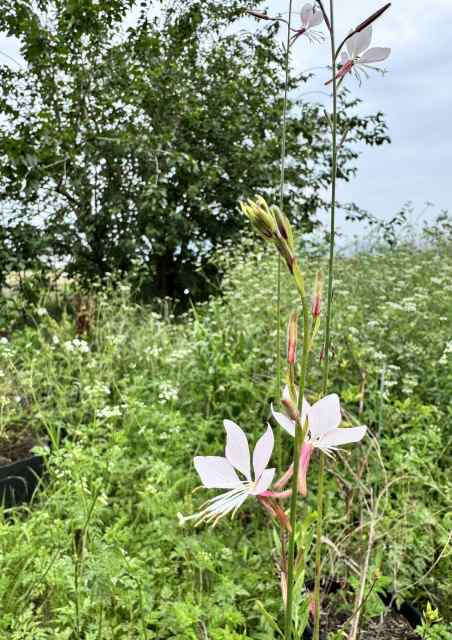 一日一空。 2025-0612
