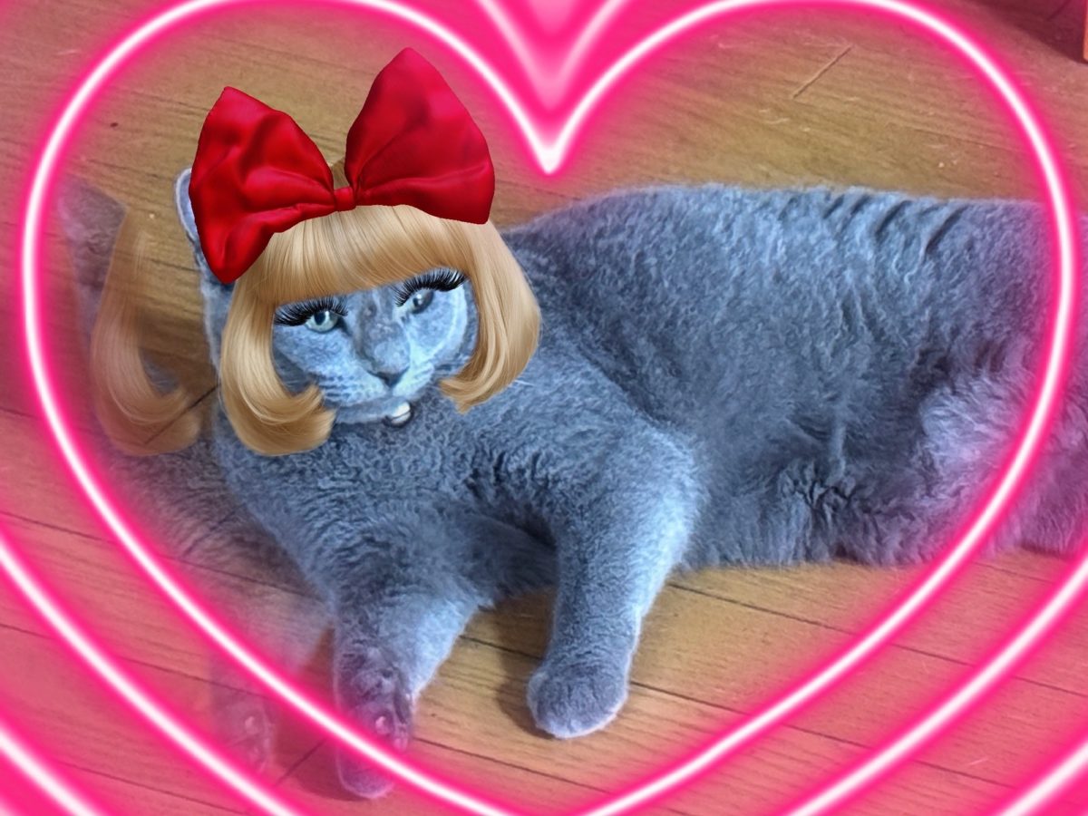 愛猫、4歳になりました (ΦωΦ)